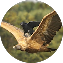 Sidney Burks profile picture